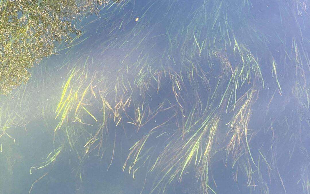 Decrassage septembre 2022 : polder d&rsquo;Erstein